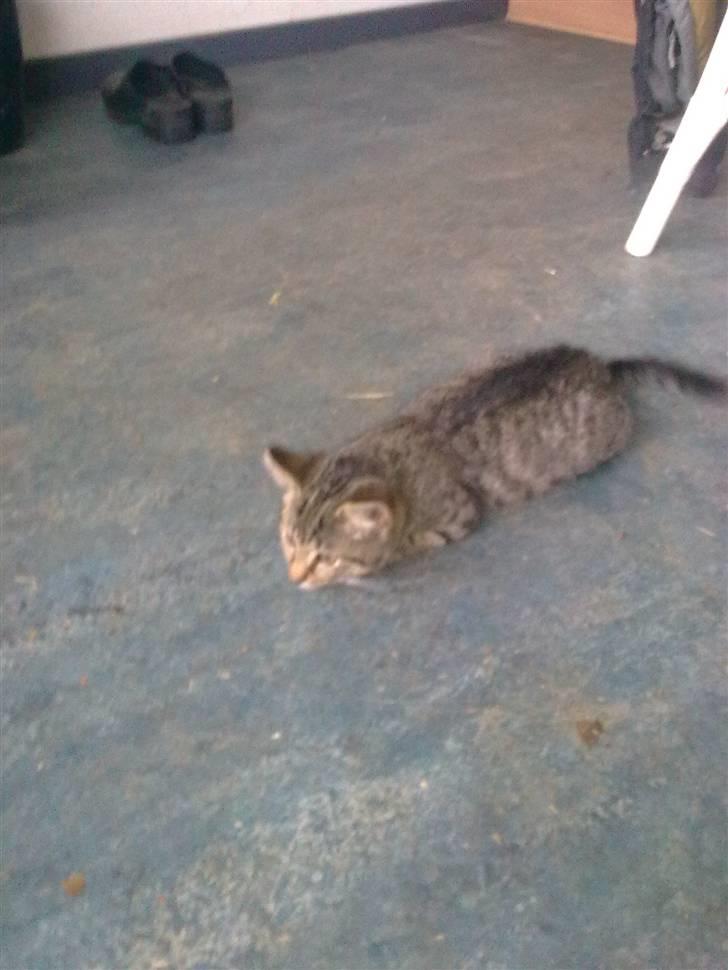 Huskat Tigermis billede 6