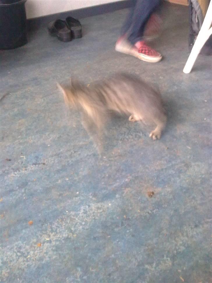 Huskat Tigermis - lynild er på banen igen XD billede 7