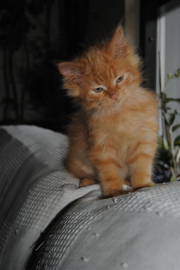 Blanding af racer Basse billede 1