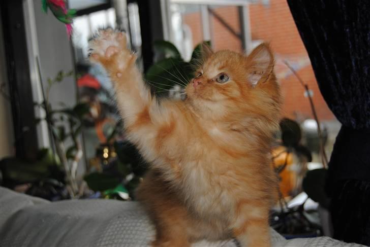 Blanding af racer Basse billede 2