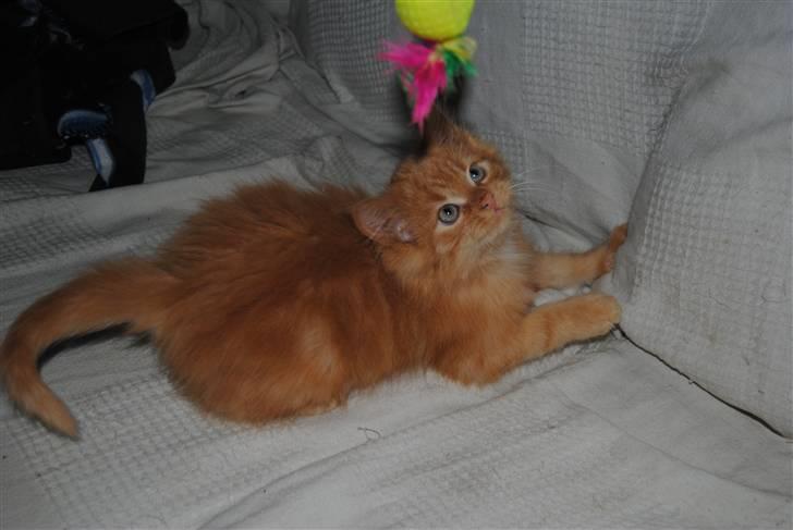 Blanding af racer Basse billede 3