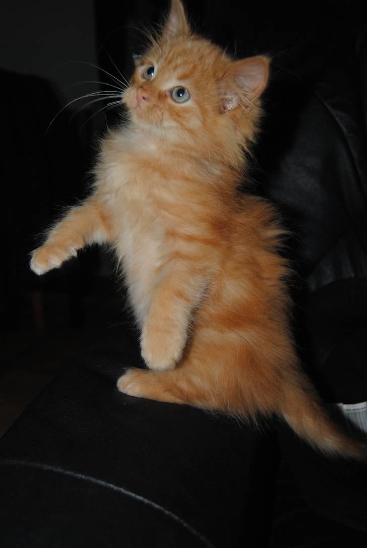 Blanding af racer Basse billede 4