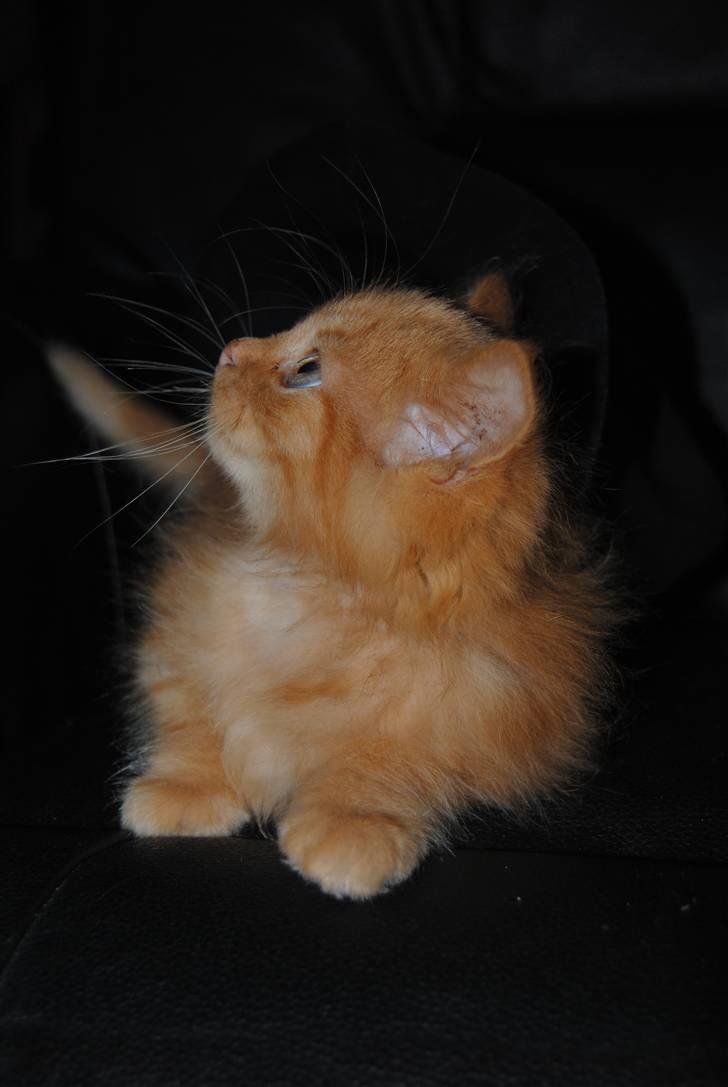 Blanding af racer Basse billede 5