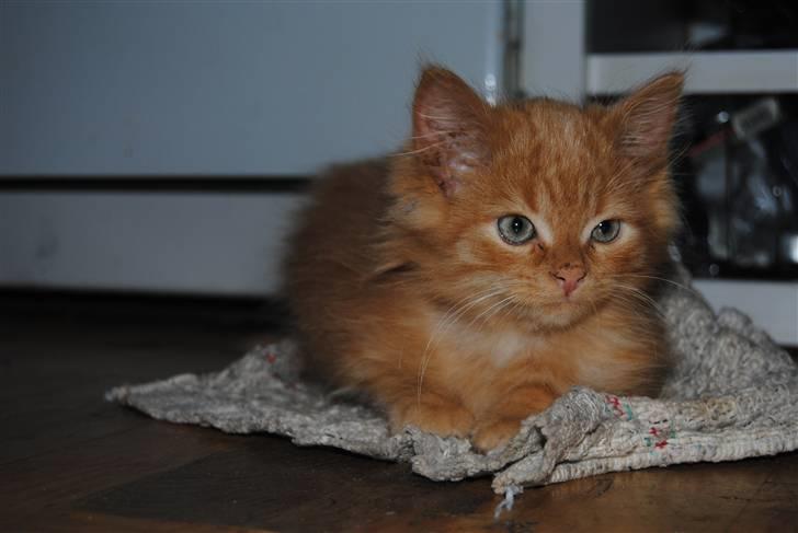 Blanding af racer Basse billede 6