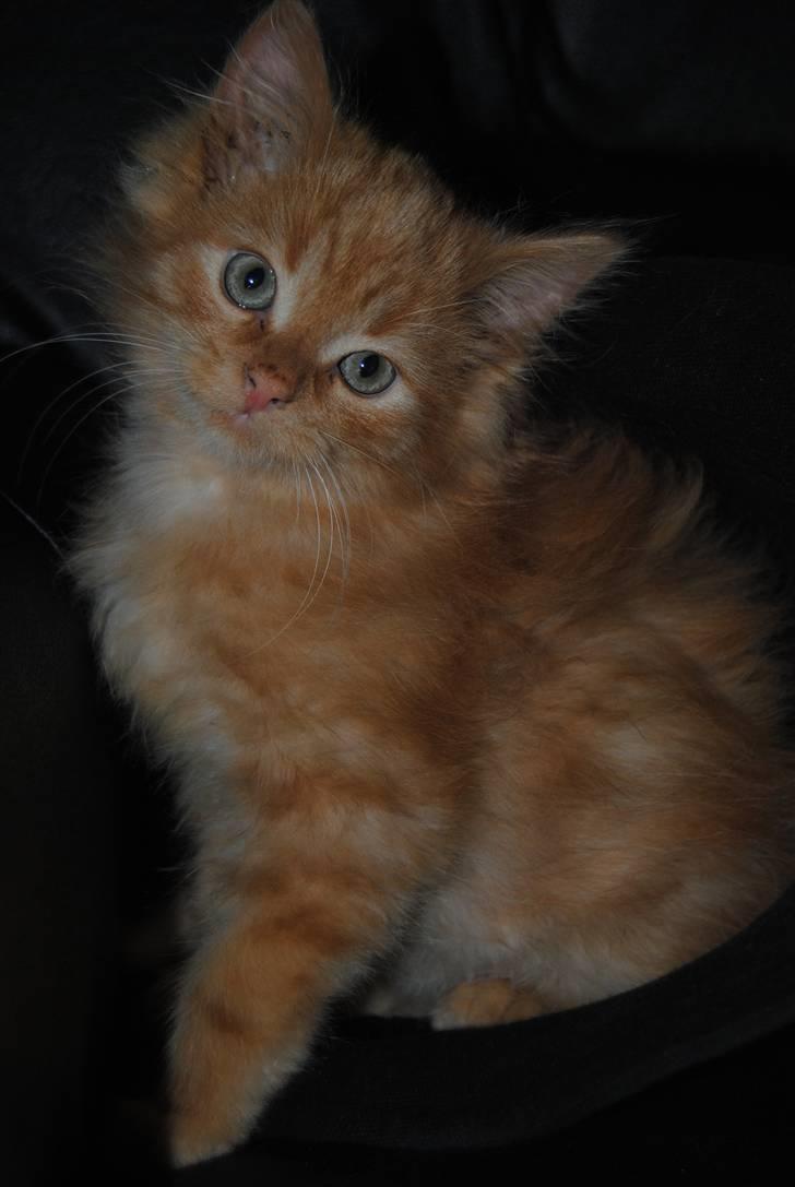 Blanding af racer Basse billede 7