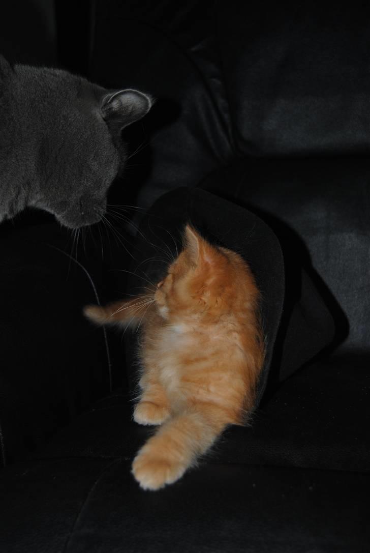 Blanding af racer Basse billede 8