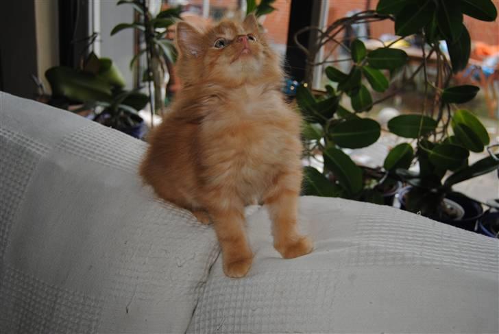 Blanding af racer Basse billede 9