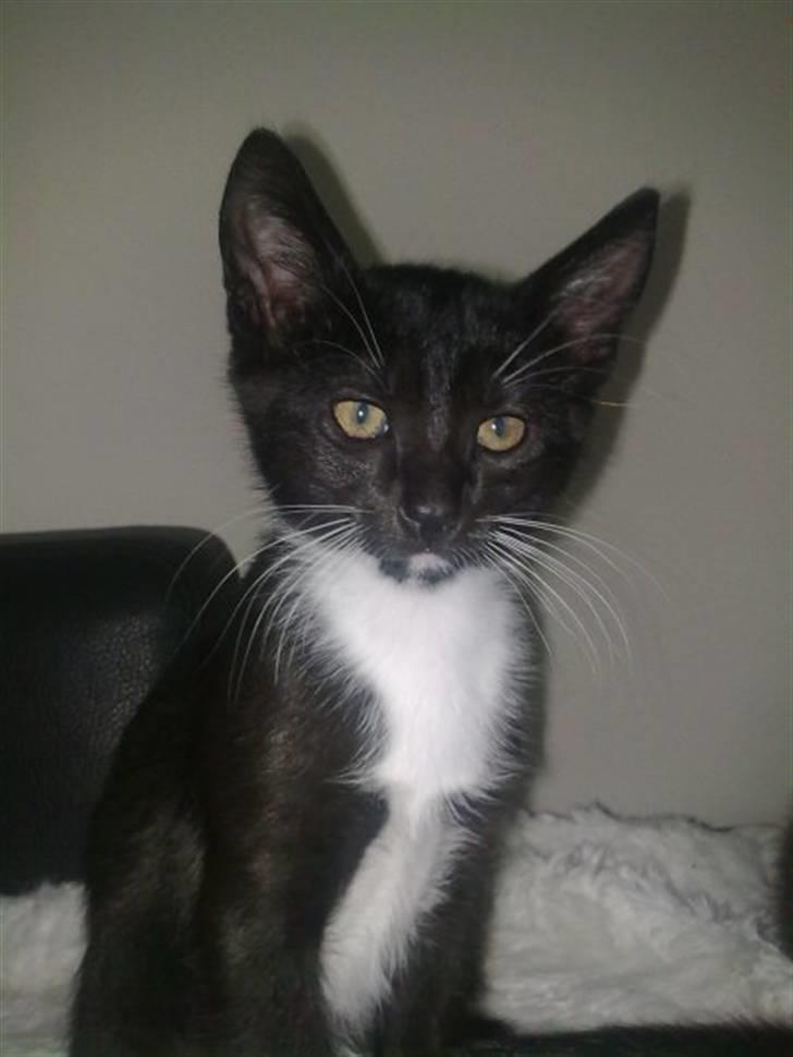 Huskat Findus billede 1