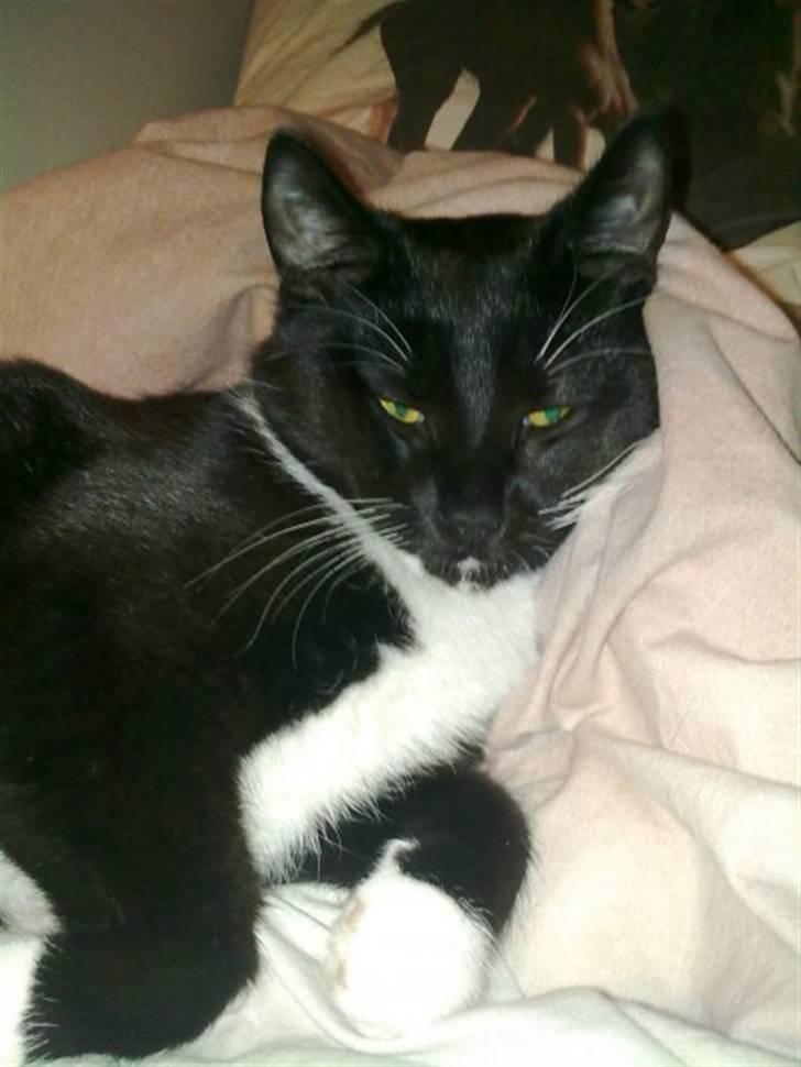 Huskat Findus billede 2