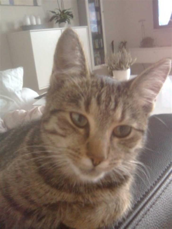 Huskat Freja billede 1