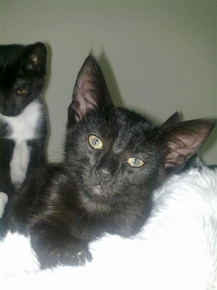 Huskat Puma  billede 1