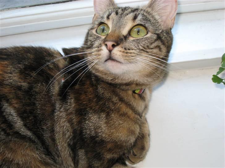 Huskat Oggy billede 6