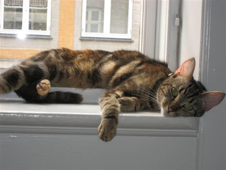 Huskat Oggy billede 7