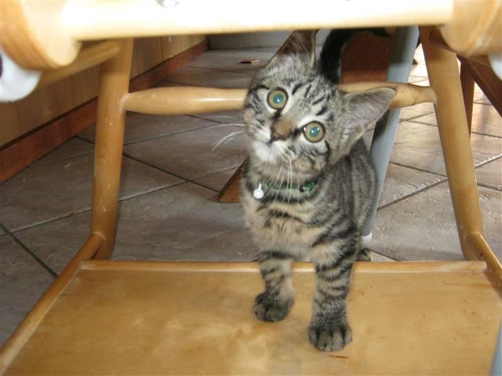 Blanding af racer Findus billede 1