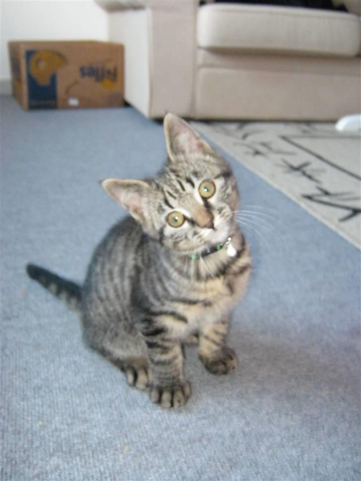 Blanding af racer Findus billede 2