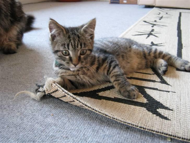 Blanding af racer Findus billede 3