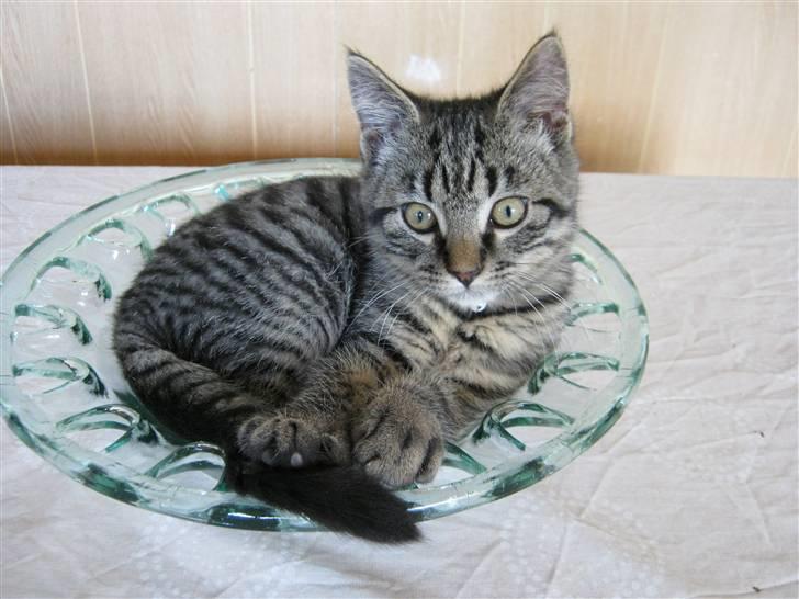 Blanding af racer Findus billede 4