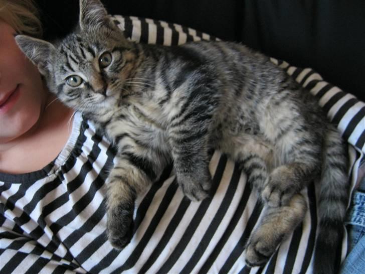 Blanding af racer Findus billede 5