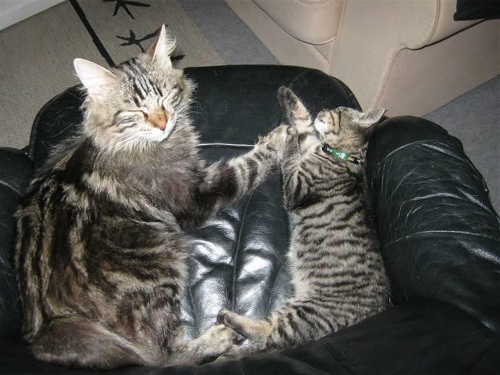 Blanding af racer Findus billede 6