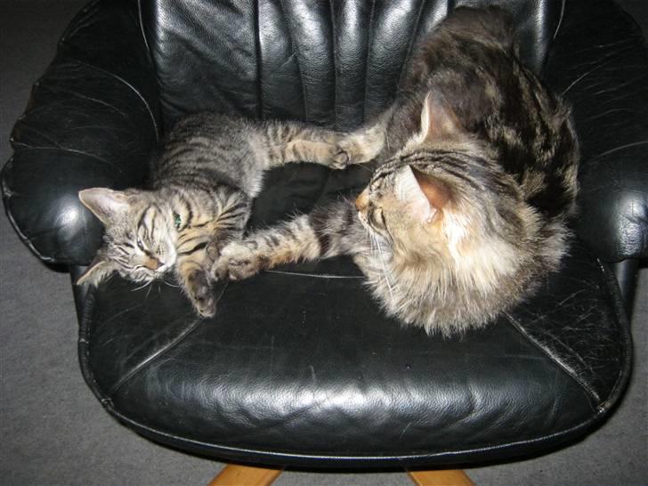 Blanding af racer Findus billede 7