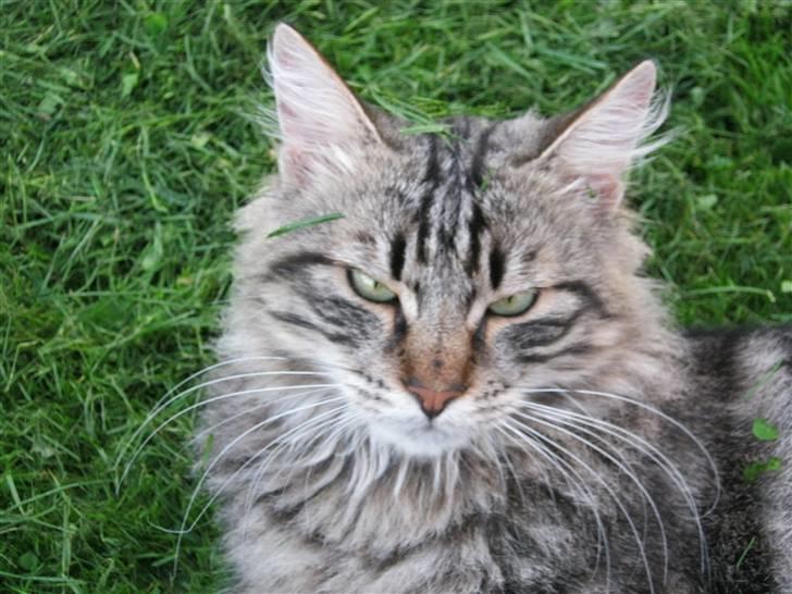 Blanding af racer Aslan billede 9