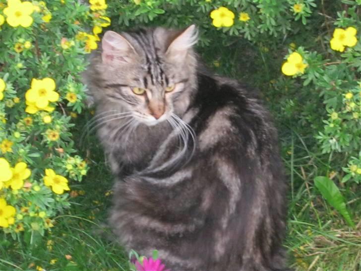 Blanding af racer Aslan billede 10