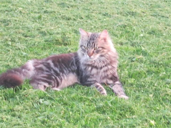 Blanding af racer Aslan billede 11