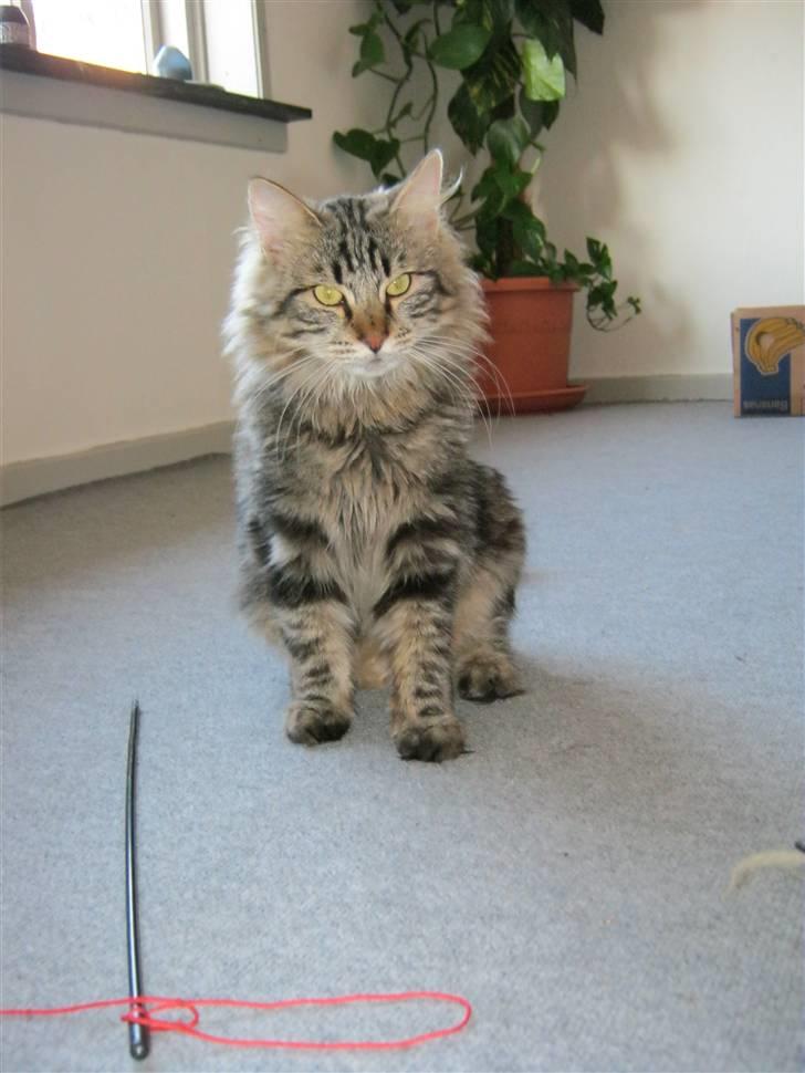 Blanding af racer Aslan billede 12