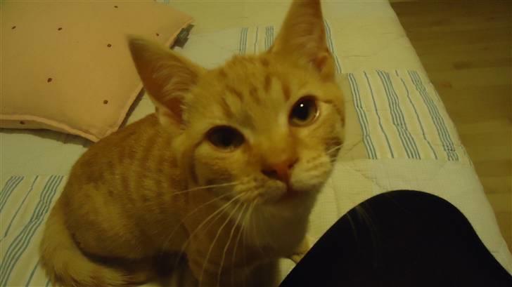 Huskat Tom - The Puss:-) billede 4