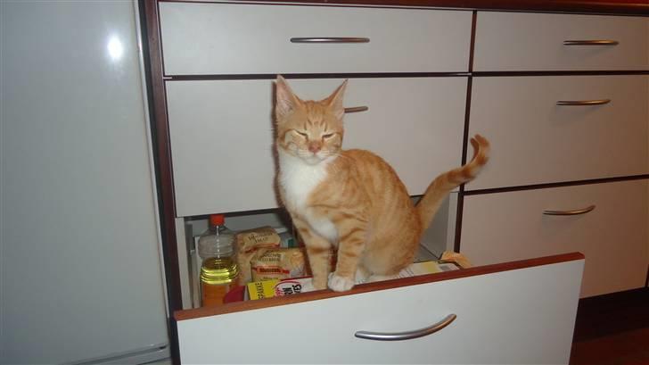 Huskat Tom billede 5