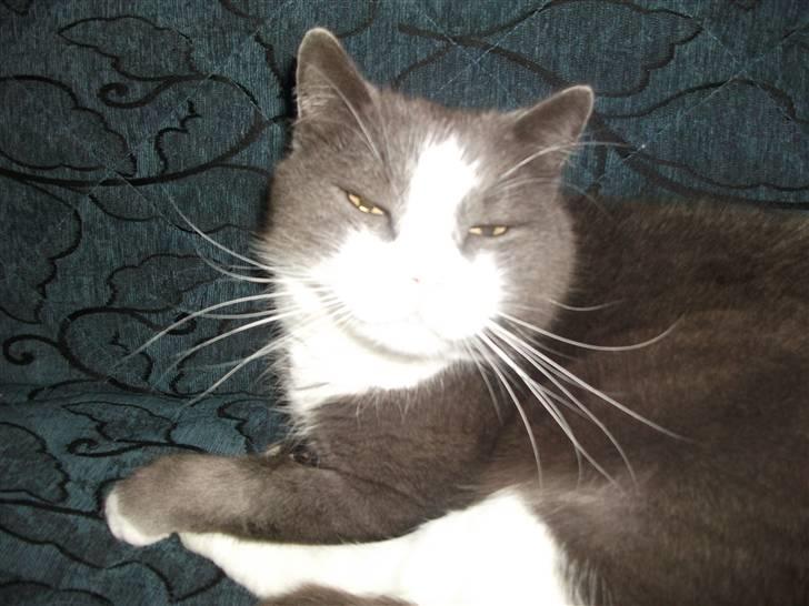 Huskat Bamse <3 billede 7