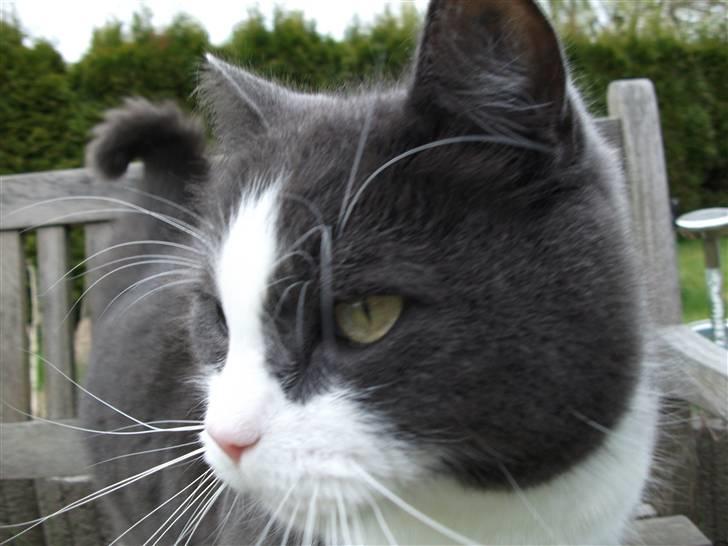 Huskat Bamse <3 billede 8