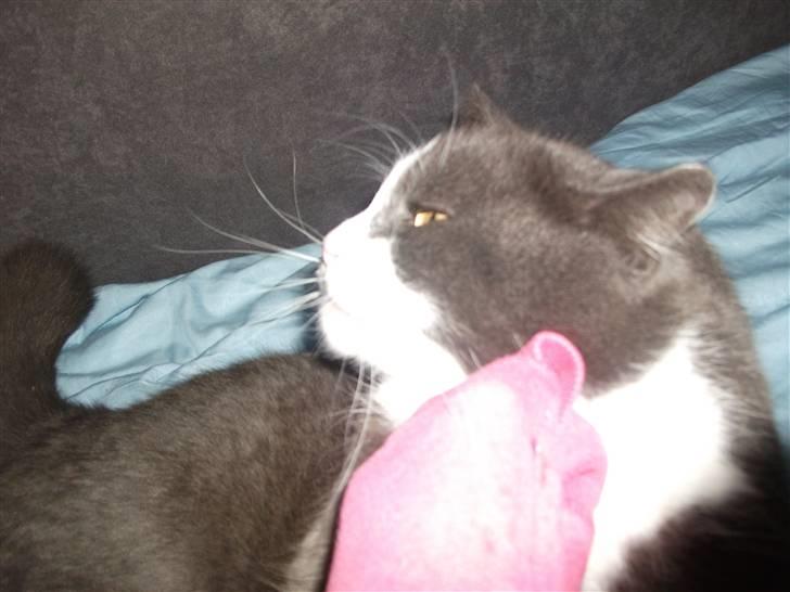 Huskat Bamse <3 billede 9