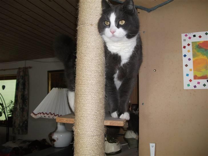 Huskat Bamse <3 billede 10