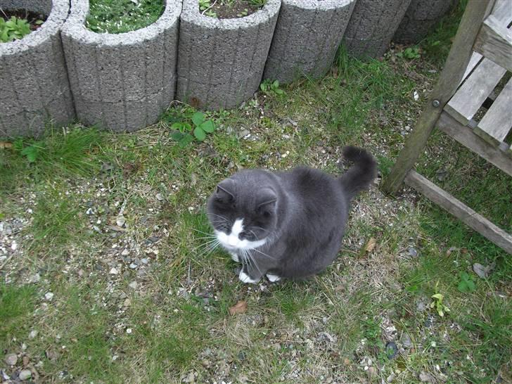 Huskat Bamse <3 billede 11