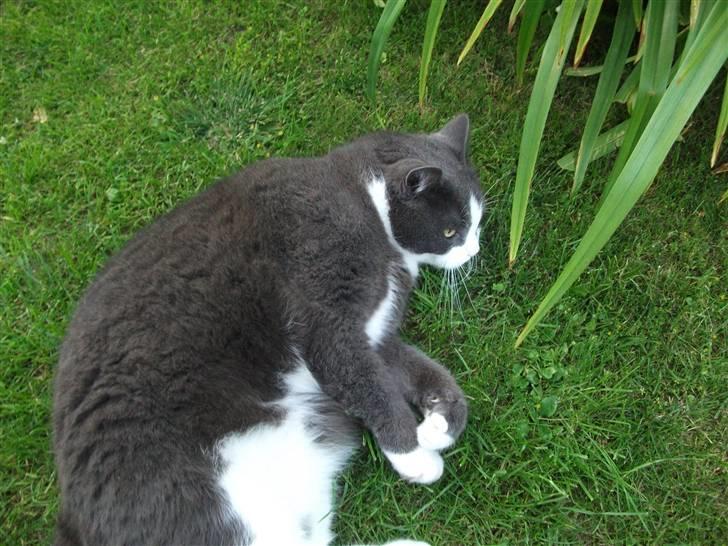 Huskat Bamse <3 - Sådan ser han ud han er ret TYK! :-D  billede 12