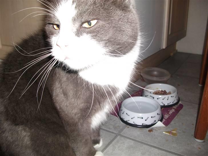 Huskat Bamse <3 billede 14