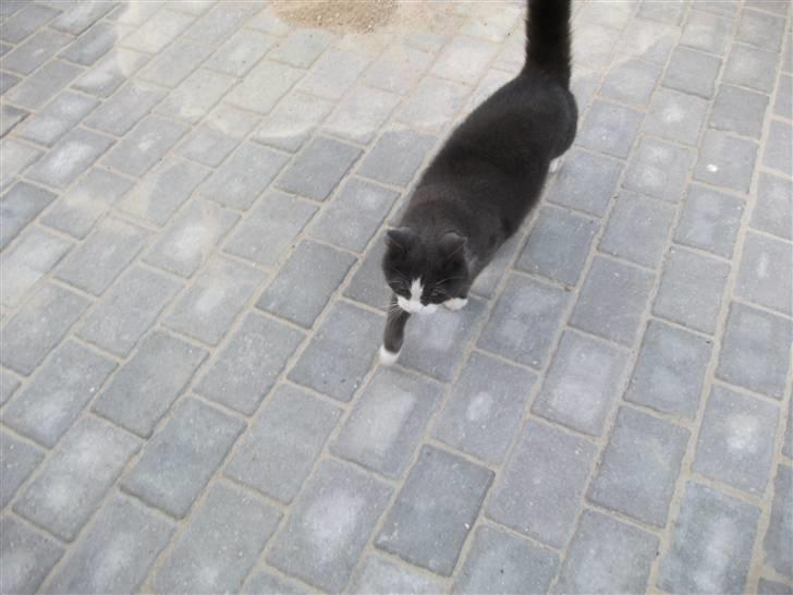 Huskat Bamse <3 billede 15