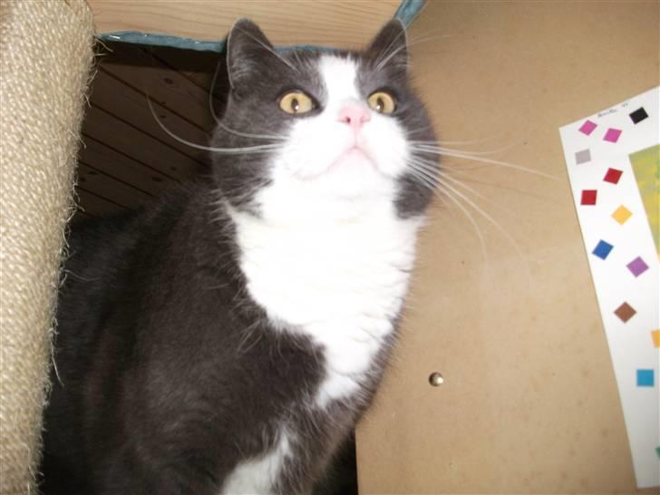 Huskat Bamse <3 billede 16