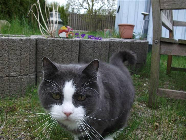 Huskat Bamse <3 billede 17