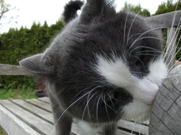 Huskat Bamse <3 billede 18