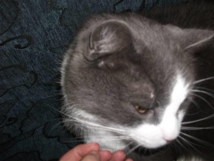 Huskat Bamse <3 billede 19