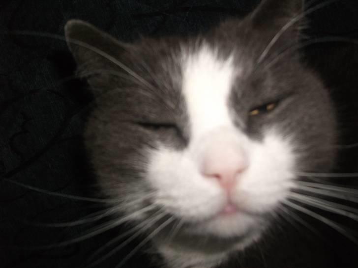 Huskat Bamse <3 billede 20