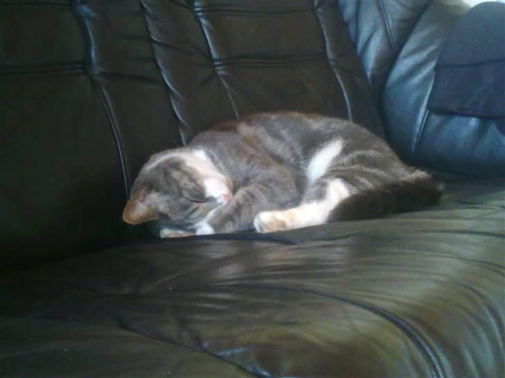 Huskat Freja billede 15