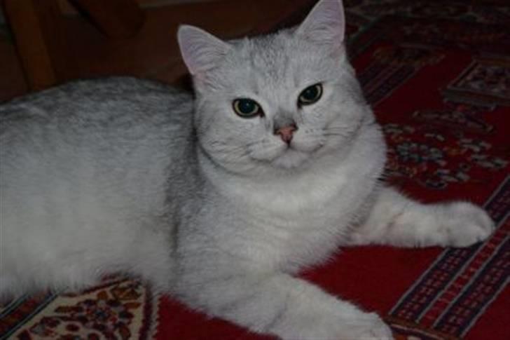 British Shorthair Bakus/Billie - her er jeg en stor smuk killing som bor hos min "gamle" mor... billede 1