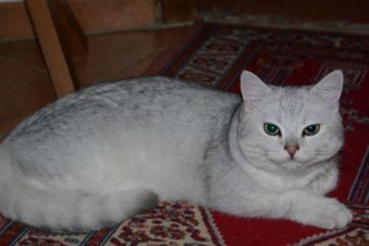 British Shorthair Bakus/Billie - ...og jeg bliver vist en meget handsom ung mand o  ikke så længe... billede 2