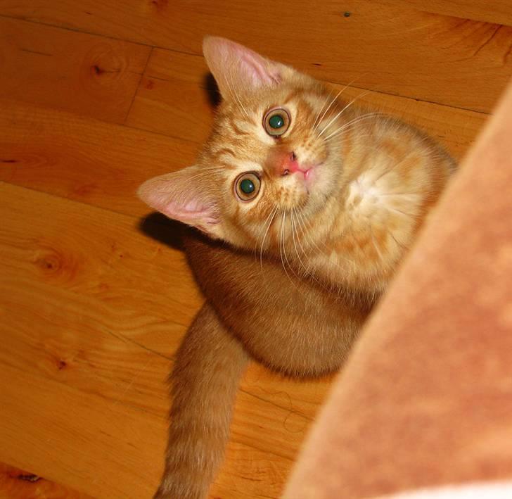 Blanding af racer Yuli billede 7