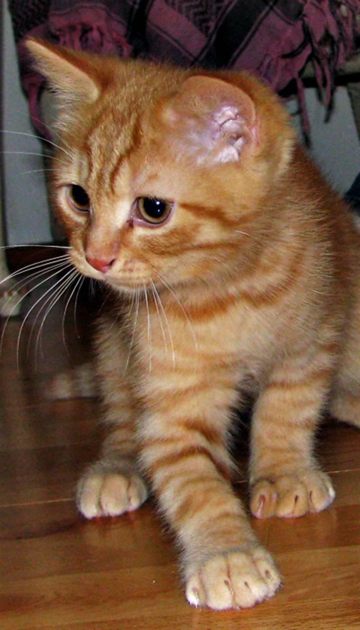 Blanding af racer Yuli billede 8