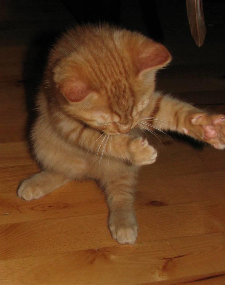 Blanding af racer Yuli - Min kat den danser tango.. billede 9