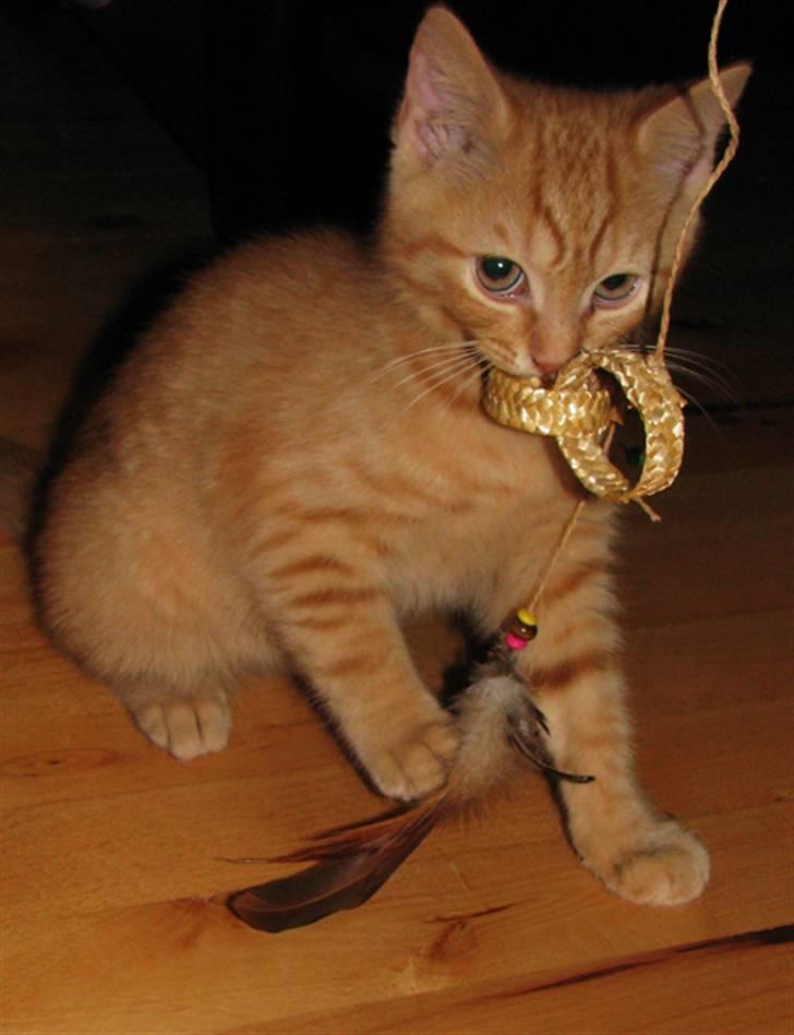 Blanding af racer Yuli billede 10